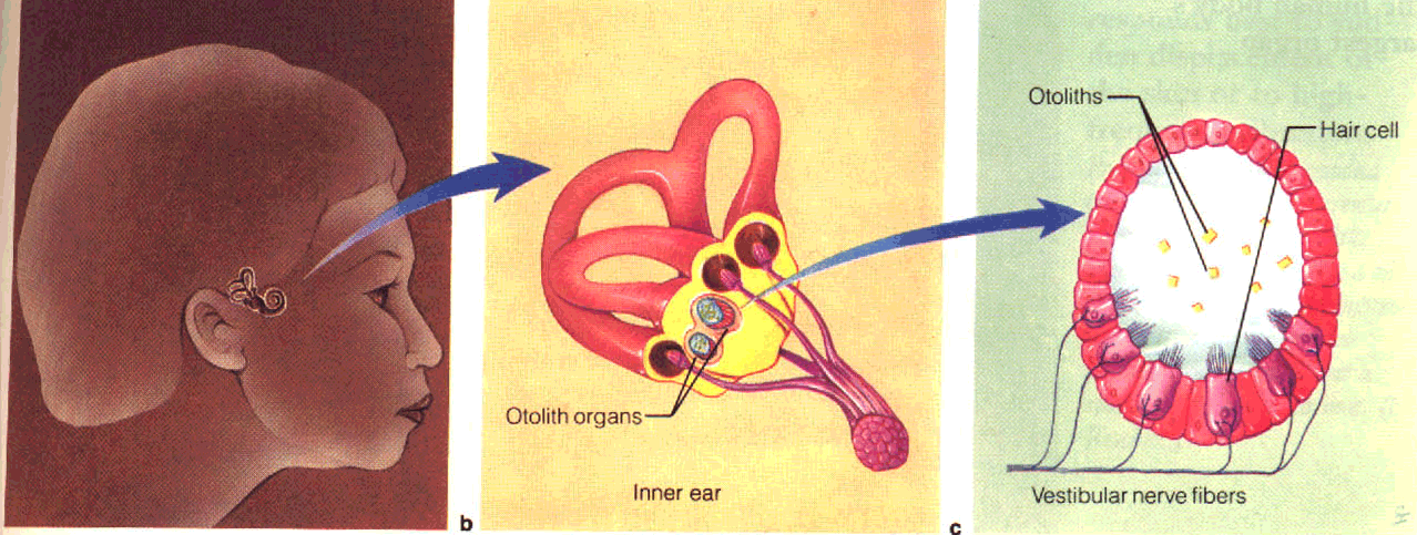 המערכת הוסטיבולרית באוזן הפנימית