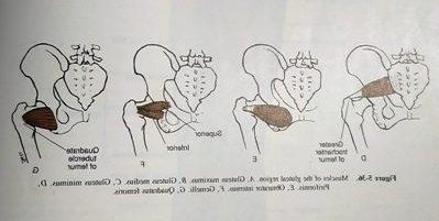 קבוצת שרירים באיזור אגן-ירך, בעלת תפקיד פונקציונלי משמעותי ב- תיקון מנח כף רגל נוטה פנימה אצל ילדים/ רגליים עקומות כלפי פנים. ברשותנו תרגילים מדעיים וחדשניים לחיזוק אותם שרירים.