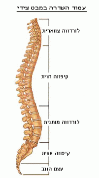 עקומות פיזיולוגיות של עמוד השדרה במבט סגיטלי
